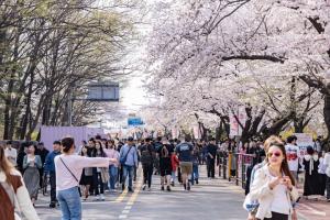영등포구, 310만 명 즐긴 ‘여의도 봄꽃축제’ 안전관리 끝까지 만전